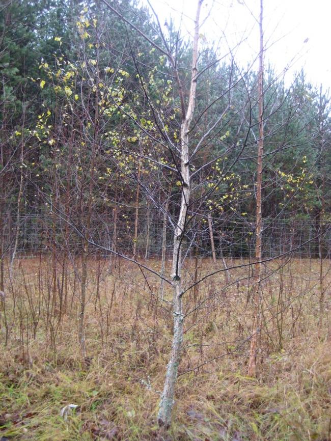 Etablerings- och tillväxtförsök med masurbjörk Orsaken till uppkomsten av masurved i träd är omtvistad. Från masurbjörk får man ett populärt virke (solitt eller som fanér) med masurbildning.