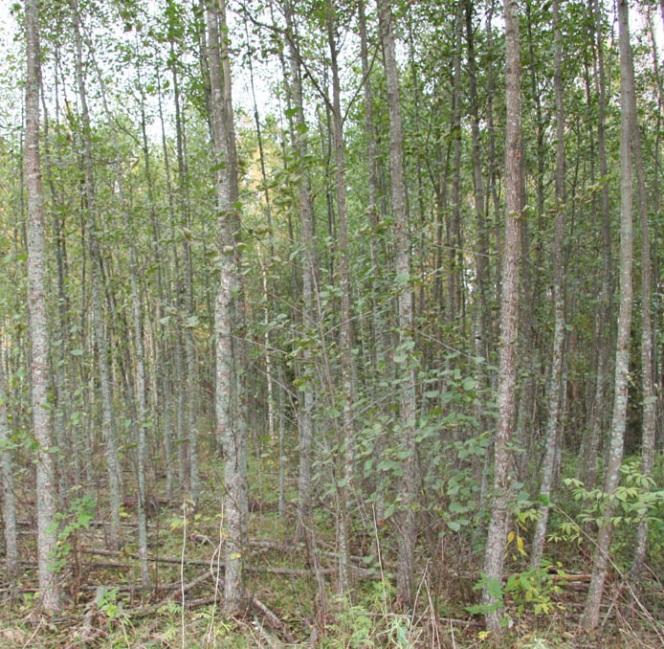 Figur 8. Tillväxtförsök med klibbal vid Älvbacka Etablerings- och tillväxtförsök med pappersbjörk Pappersbjörk (Betula papyrifera A.