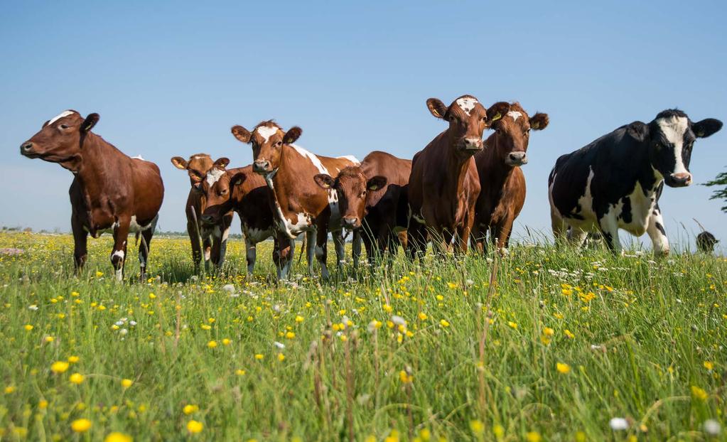 LANDSBYGD FOTO: MOSTPHOTOS Därför satsar vi en halv miljon på Agro Sörmland Utveckla östra Sveriges lantbruks- och landsbygdsföretagande Vara en stark och samlande utvecklingsmotor för hela den gröna