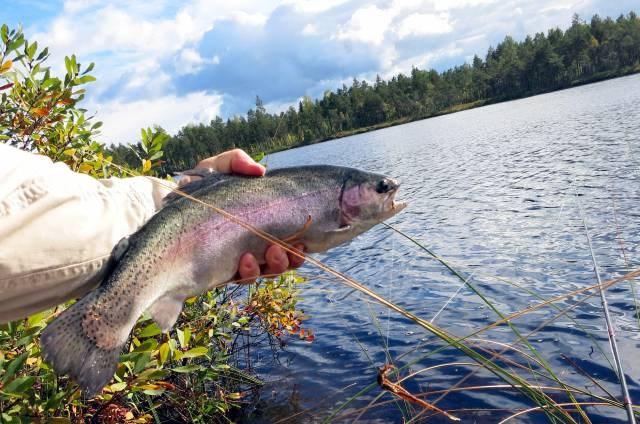 Fiske efter Regnbåge Tisdag 3 juli Gratis fiske hela dagen, du fiskar den tid du