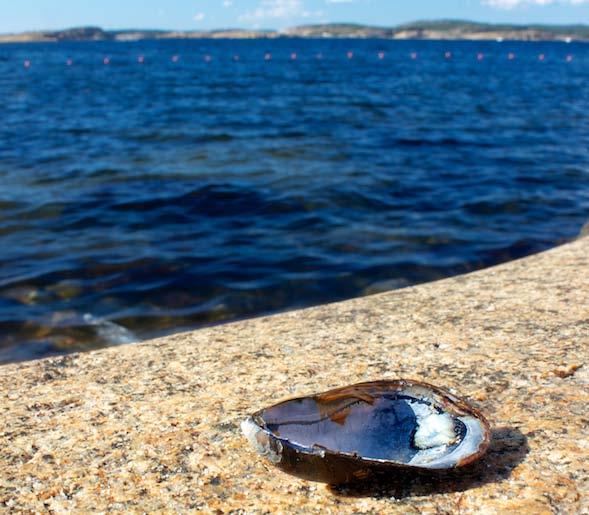 Ljusterö Stockholms skärgård Foto: martinhugne.blogspot.se Upplev underbara Stockholms skärgård där Ljusterö är den största ön. Ön är levande året runt och har ungefär 1 800 bofasta invånare.