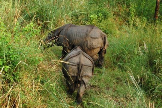 CHITWAN NATIONALPARK (F/L/M) Frukost ca 6.30 och 07.15 är ni klara för flodfärd i kanoter mer liknande urholkade trädstammar, skickligt styrda med en stav av män från Tharu-folket.