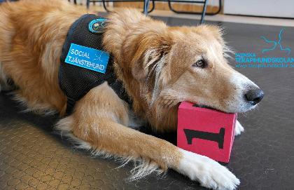 Tjänstehund Social tjänstehund Tjänstehund med sök- och skyddsuppdrag Assistanshund
