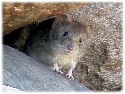 Känslomässigt undvikande Att tänka med en SORK Situation Orsakar/Organism: känsla,