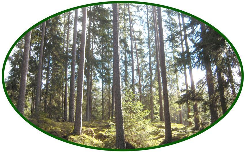 Medelbonitet är beräknad till 8,1 m³sk per och år. Skogsmarken skall styckas av från byggnadscentrum och inägomark.