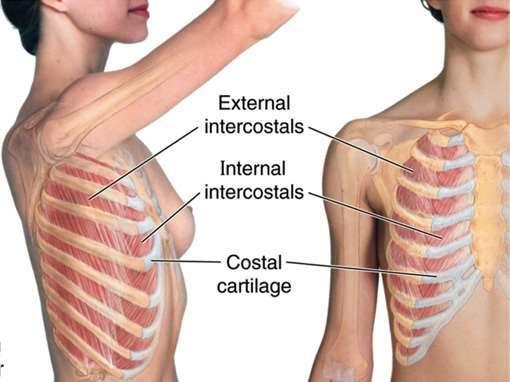 1. Smärta i interkostalmusklerna Smärta i de interkostala musklerna kan upp