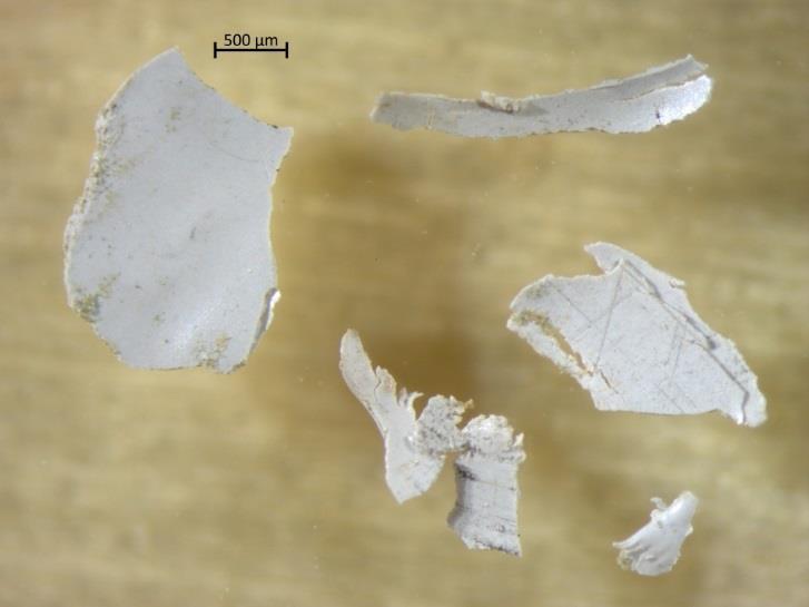 Semisolida fragment