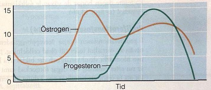 menstruationscykeln (se bilden