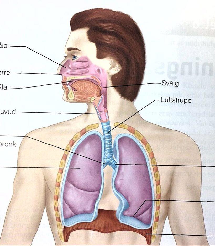 RESPIRATIONSSYSTEMET 18.