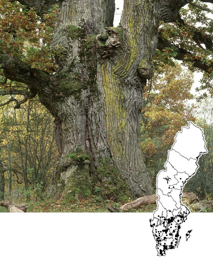 Jätteträd Figur 9. Nyckelbiotoper med jätteträd, det vill säga träd grövre än 1 meter i diameter.