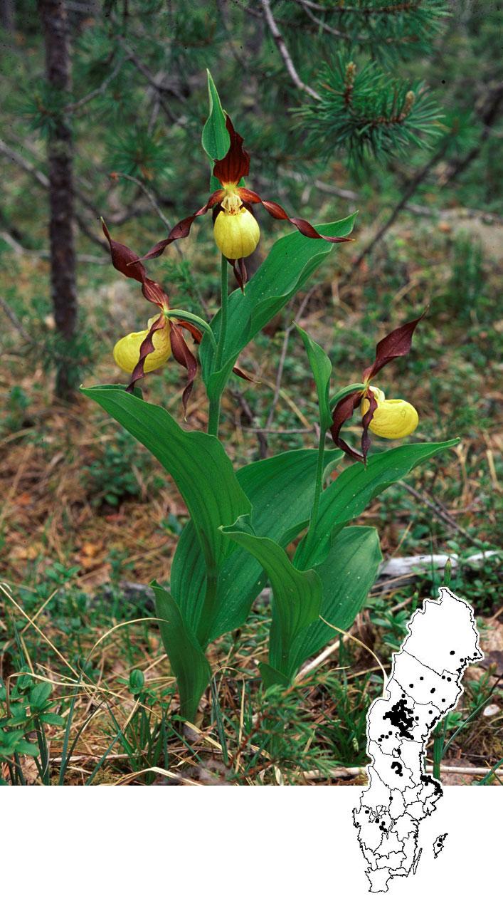 Figur 12. Registrerade förekomster av guckusko (Cypripedium calceolus).