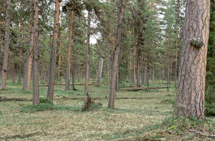 Skogsstyrelsen 2001b: Miljöövervakning av biologisk mångfald i nyckelbiotoper. Skogsstyrelsen, Meddelande 2001:5. Skogsstyrelsen 2002: Handbok för inventering av nyckelbiotoper.