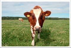 Högre mjölkproduktion ger mindre metan/ kg mjölk Tack för att ni lyssnade!