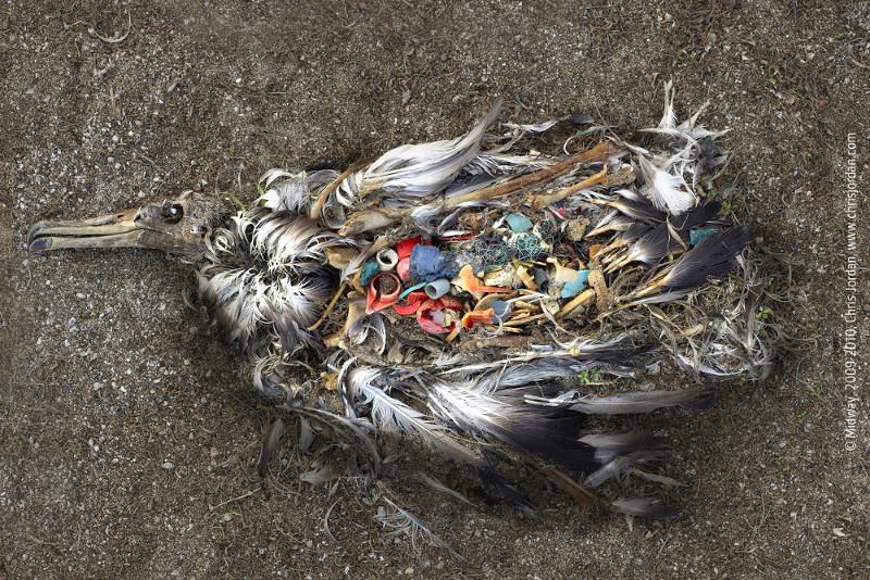 I Nordsjön har 94 procent av alla fåglar plast i magen.