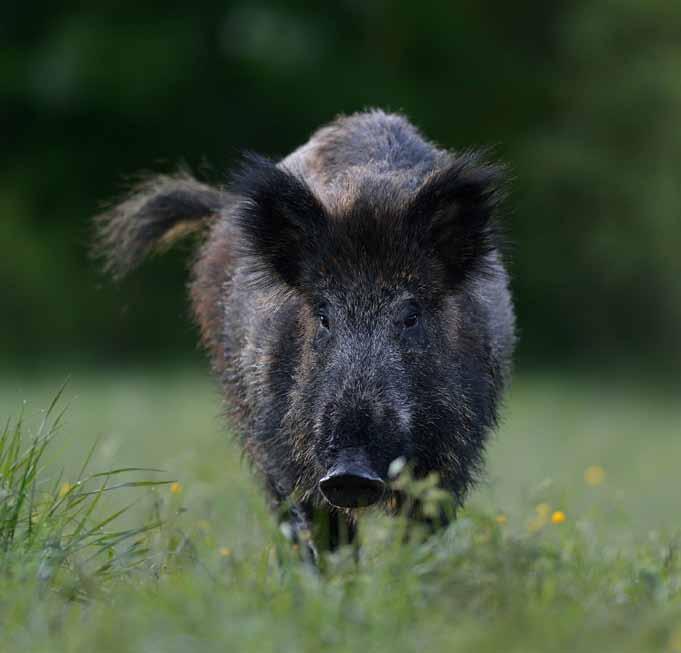 Foto: Mostphoto förekomst och förvaltning av vildsvin i