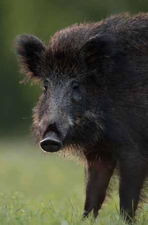 förekomst Jägare har sedan jaktåret 2008/2009 haft möjlighet att redovisa förekomsten av vildsvin på den egna jaktmarken som en del av avskjutningsrapporteringen.