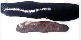 ASF-symptom - Feber, aptitlöshet, apati,