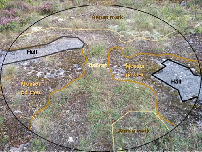 Figur 63. Det habitatklassade området är här markerat med gul linje. Det nakna hällområdet och mossor på sten redovisas separat.