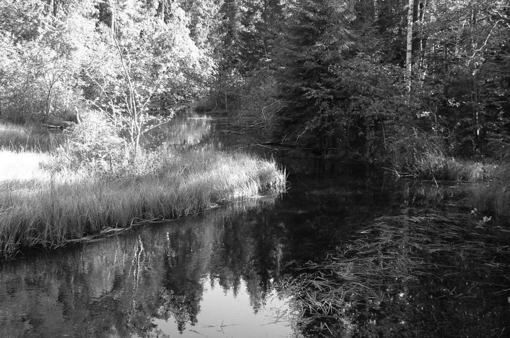 Fig. 2. Våtmarker vid Alderängarna. Foto Karl Soop. (2), 2000. Flera Cortinarius-arter (spindelskivlingar) har sin typlokal här. Vi ägnar en dag under veckan till att utforska detta område.