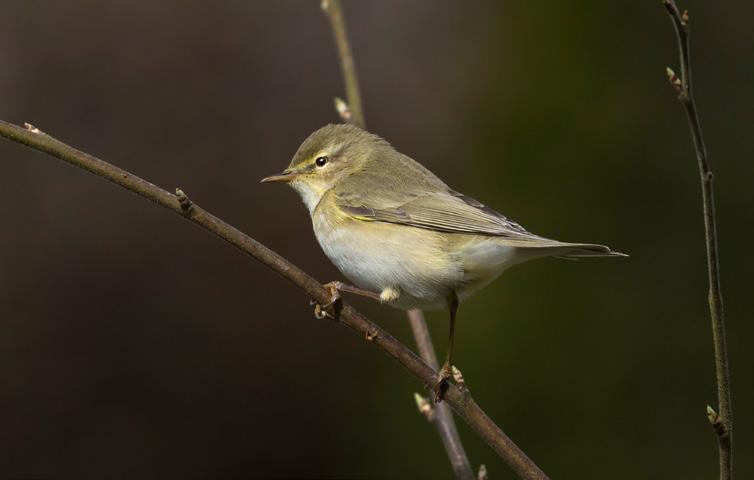 Adult/gammal lövsångare 14 maj. Foto: P-G Bentz/Sturnus.se. vända lupp för att se skillnaden. På hösten är det stor skillnad i ögonfärg och tarsfärg mellan unga och gamla fåglar.