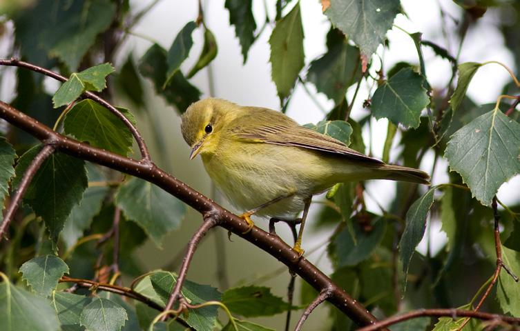 Ung lövsångare 24 augusti. Årets ungfåglar är gulare än de äldre. Foto: P-G Bentz/Sturnus.se. hormonellt som påverkar färgförändringen.
