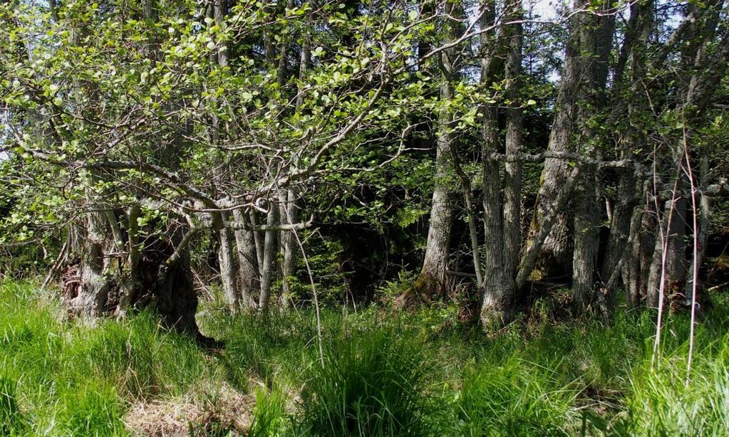 Naturvärdesobjekt 2 Klass 3 Alsumpskog 0,22 ha Område 2 är en avgränsad alsumpskog med dominans av klibbal med inslag av undertryckta granar.