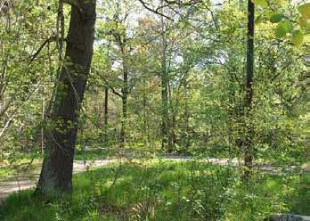sälg, fågelbär och al. I nordvästra delen av analysområdet, i branten mot Hammarbyvägen, inns en bitvis lundartad blandskog med stort inslag av ädla lövträd tillsammans med tall.