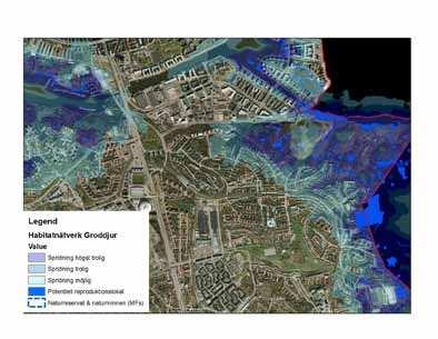 tyngdpunkten för lämpliga miljöer för tofsmes återinns i analysområdets nordöstra del. Kartan visar utdrag ur stadens habitatnätverk för våtmarkslevande arter.