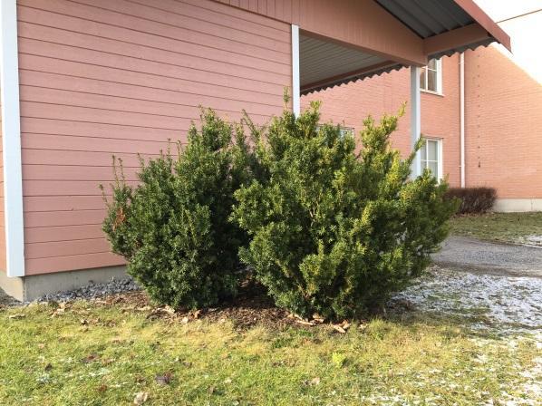 Buskarna är friväxande och kan antingen vara ensartat eller bestå av flera olika arter.