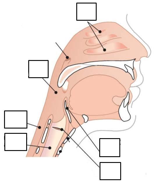 9. Andningssystemet Kodnr. Föreläsare: Anna Carin Aho (Max 9 p) 1. Ange namnen på de anatomiska delarna på bilden nedan.