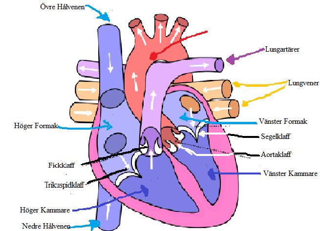 Introduktion Hjärtsvikt är ett tillstånd där hjärtat inte kan pumpa blodet effektivt, vilket innebär att det inte kan uppfylla kroppens krav på blod och syre.
