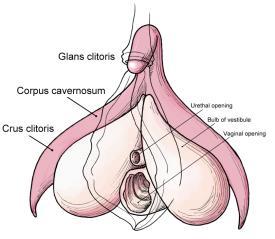 Klitoris Praktika för