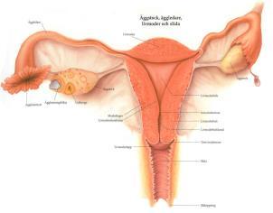 Vagina 7-8 cm lång, 2-3 cm i diameter, vaginalslemhinna 7-8 cm lång, 2-3 cm i