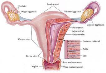 Uterus väger som icke-gravid ca 50 gr
