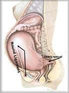Myometrium: livmoderns glatta