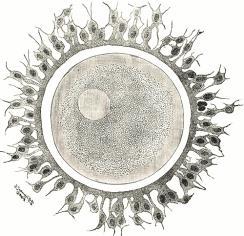 Ägget Cellkärna Zona pellucida Corona radiata Antal könsceller i olika åldrar» Som mest ca 7 miljoner folliklar (vecka 20)» Vid födseln ca 2 miljoner» Vid