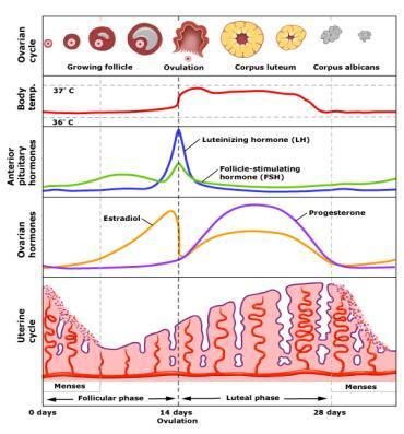 Fertil ålder- klimakterium- menopaus - postmenopaus Fertil ålder från pubertet fram till menopaus = sista menstruation vid 48-55 års (52 år i Sv) därefter postmenopaus som vara livet ut.