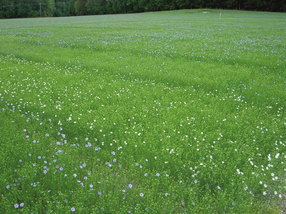 Samband mellan optimal kvävegiva och skördens storlek vid optimal gödsling Samband mellan N-sensor och Kväveskörd i nollrutan Kvävebehov till oljelin Kvävebehov i höstkorn Högst optimum hade försöket