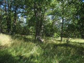 Denna gräsmark är trädbeklädd och fältskiktet är lundartat (den gula markeringen är tidigare