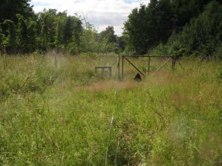 Transekt Transekt och därmed undersökningsområdet ligger i gräsmark inne i skogen.