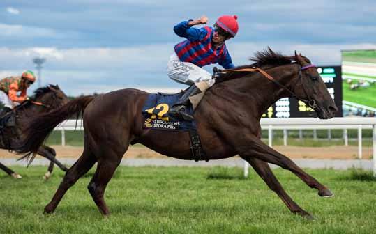 Stockholms Stora Pris (Gr3) Hurricane Red vann förra året Stockholms Stora Pris (Gr3) rids i år över 1750 meter och har därmed blivit motsvarigheten till Pramms Memorial, fast på gräs.