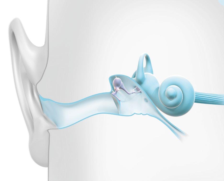 Hur hörseln fungerar Örat kan delas in i tre delar: ytterörat, mellanörat och innerörat.