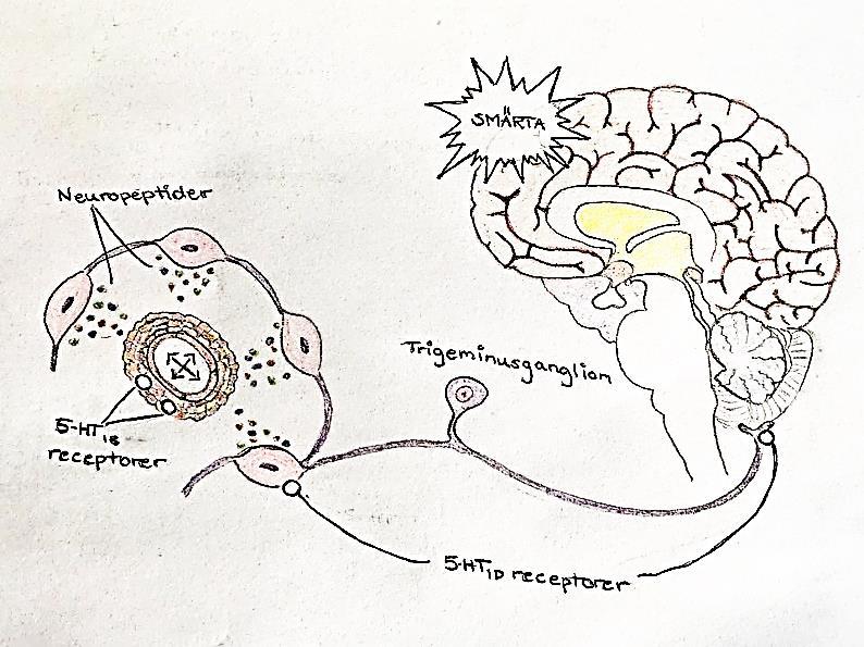 Figur 1. Aktivering av trigeminovaskulära systemet leder till frisättning av neuropeptider såsom CGRP, vilket i sin tur leder till vasodilatation och nervinflammation.