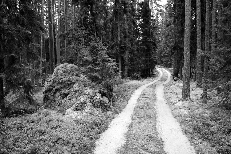 Vacker liten väg genom gammal skog i