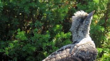 10 3.4 Boungemärkning på öar i Haparanda skärgård Årets besök för boungemärkning på ett antal öar i Haparanda skärgårds nationalpark var planerat till den 6-7 juli, men kulingvarning gjorde att det