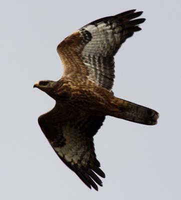 4 i tabellbilagan. För fullständig förteckning över observationer hänvisas till Svalan, http://www.artportalen.se/birds/ En småfläckig sumphöna spelade i Östviken i juli.