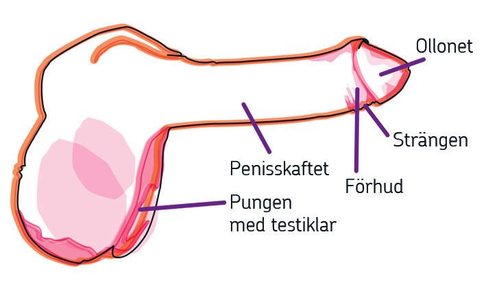 Omskärelse av snippor kan göras på väldigt olika sätt och påverkar därför snippan olika mycket. På en del har man skurit/tagit bort klitoris ollon, klitoris förhud och delar av de inre blygdläpparna.