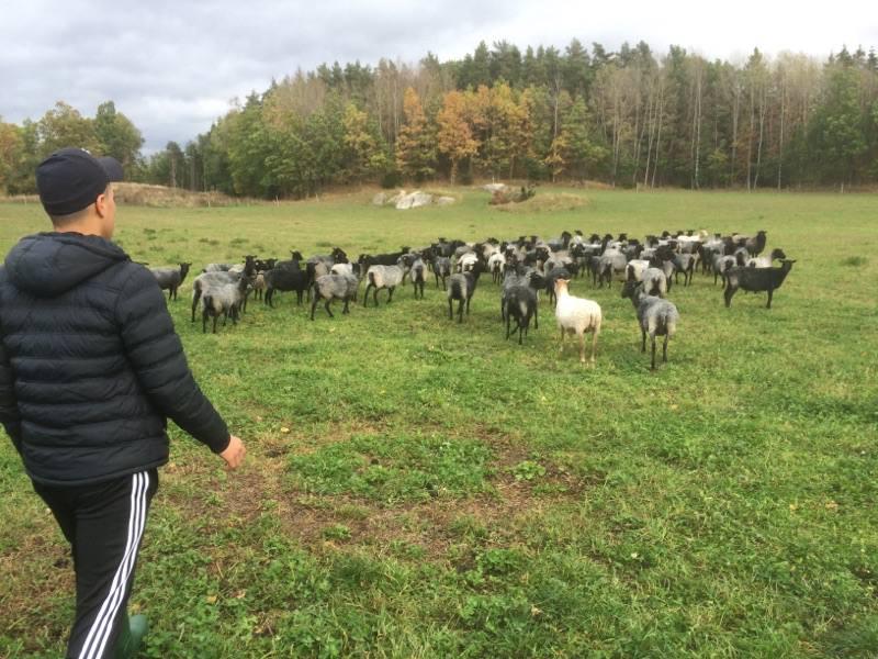 Besök i fårhagen Vi har spridit information under projkettidens gång via facebook samt kommunens och Hushållningssällskapets hemsidor.