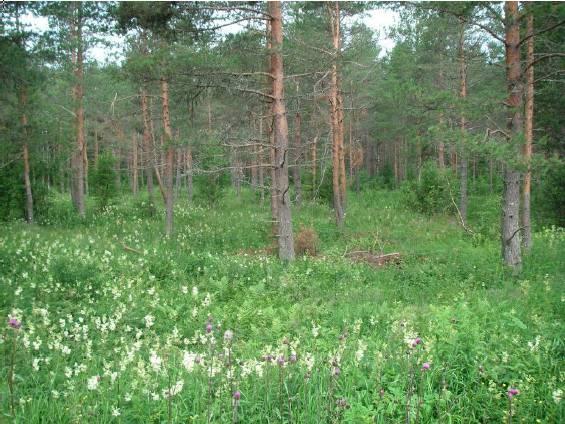 Foto: Andreas Rönnberg Figur 6: I denna glesa men fuktiga tallskog täcks marken helt av en