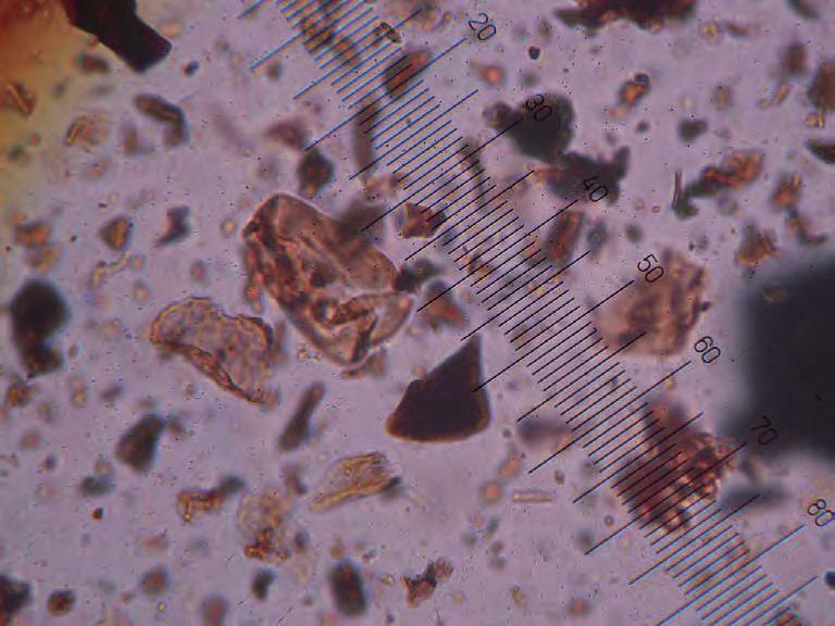 På bilden syns ett sådant pollen med delvis upplöst vägg (Årderspår II, 1PP 294; förstoring: 400 gånger; 10 skalstreck
